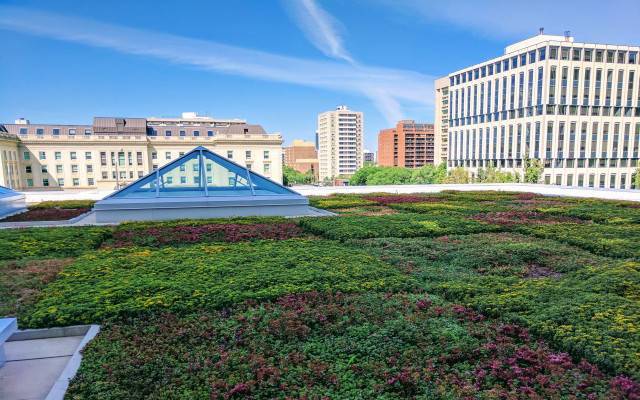 Green Roofs